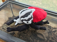 Load image into Gallery viewer, Goliath Beetle