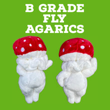 Load image into Gallery viewer, B Grade Fly Agarics